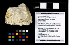 Foto (Objekt + Etikett) von Brachyura indet.  (NHMW-GEO-1990-0041-0368)